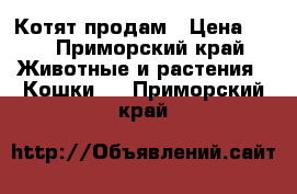 Котят продам › Цена ­ 5 - Приморский край Животные и растения » Кошки   . Приморский край